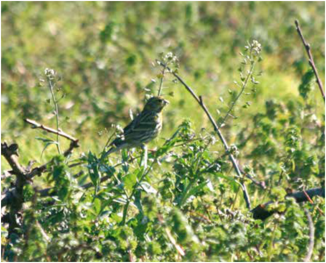 Pág. anterior y arriba. Planta Bolsa del pastor. Derecha. Verdecillo alimentándose sobre Capsella bursa pastoris.
