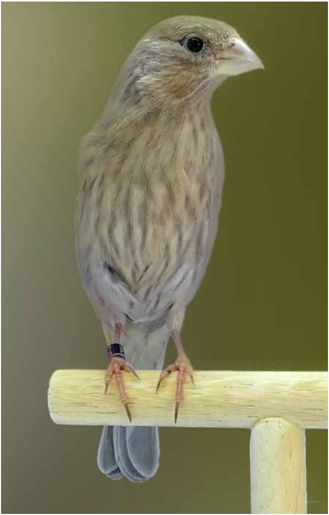 Hembra Turba. Ejemplo de un buen tono y extensión lipocrómico en hembras. Las mejores hembras nunca poseerán más que un ligero velo rosado en las zonas donde el macho colorea de rojo carmín.
