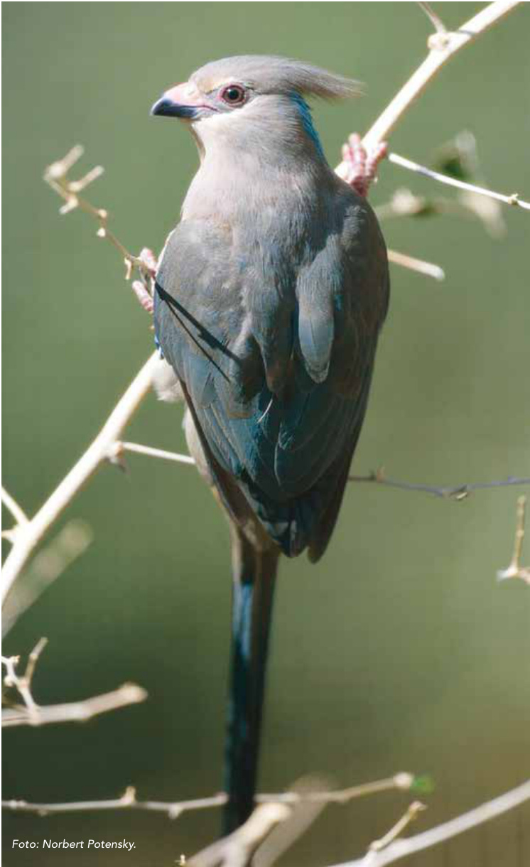 Pájaro ratón nuquiazul (Urocolius macrourus).