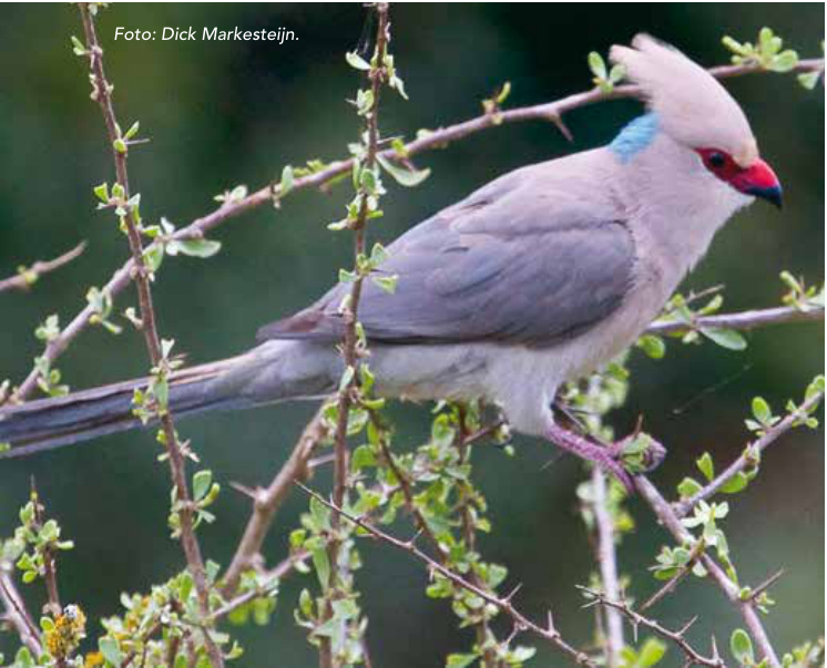 Pájaro ratón nuquiazul (Urocolius macrourus).