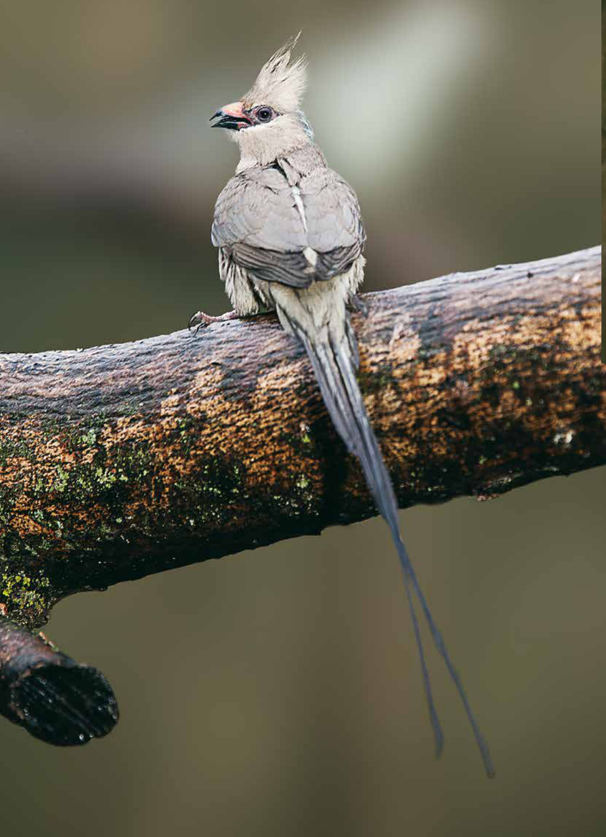 Pájaro ratón nuquiazul (Urocolius macrourus).