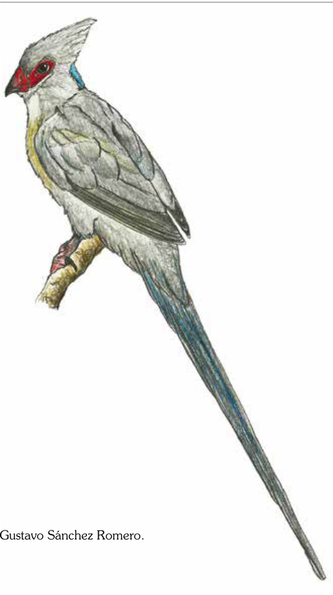 Dibujo de Pájaro ratón nuquiazul.