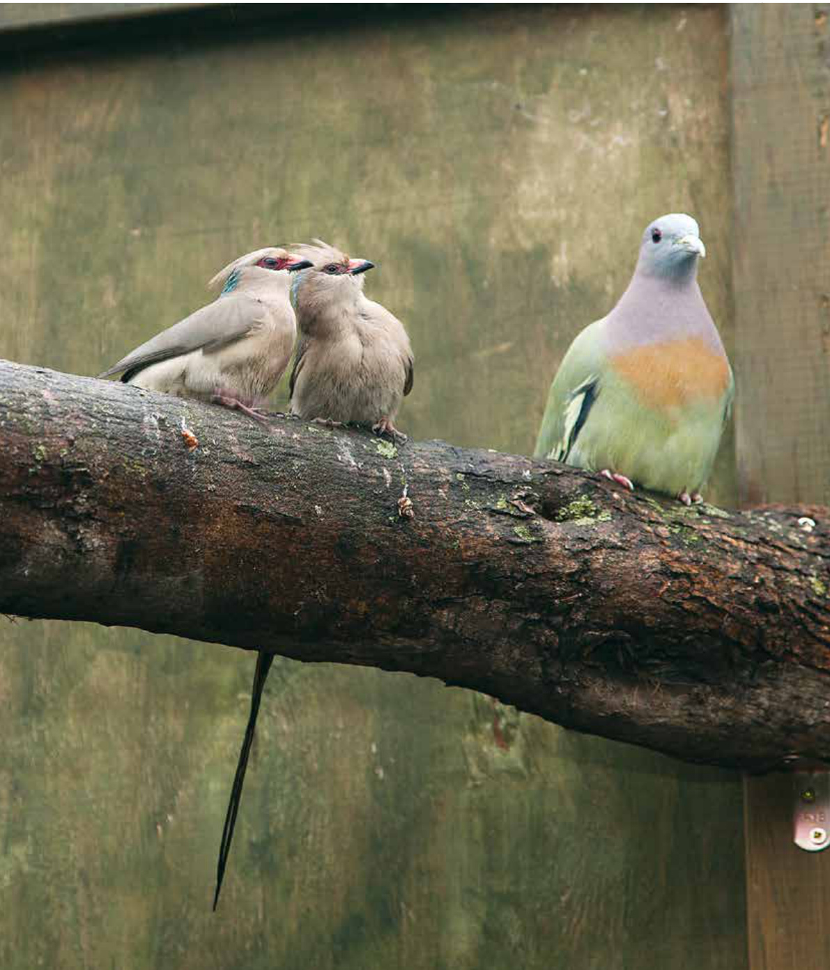 Pareja de pájaro ratón de nuca azul (Urocolius macrouros) con dos palomas de la fruta de pecho amarillo (Treron waalia).