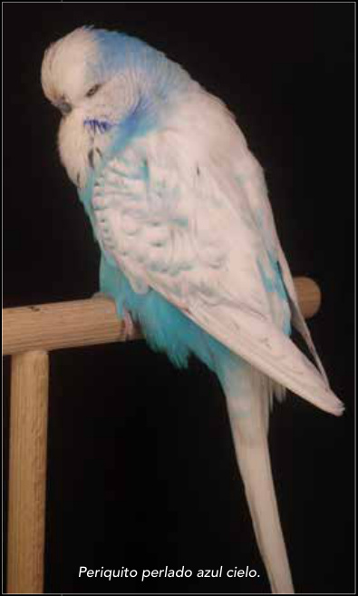 Periquito perlado azul cielo.