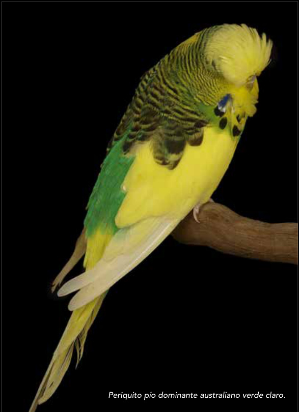 Periquito pío dominante australiano verde claro.