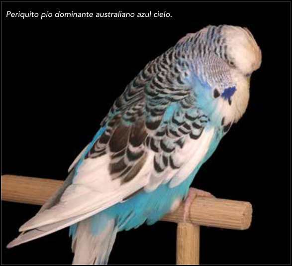 Periquito pío dominante australiano azul cielo.