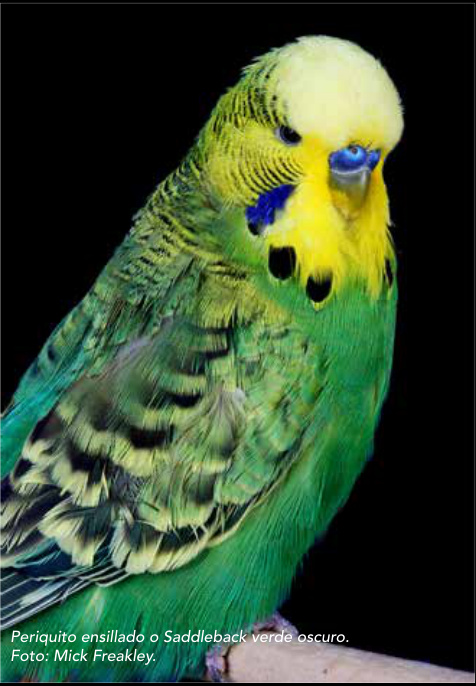 Periquito ensillado o Saddleback verde oscuro. Foto: Mick Freakley.