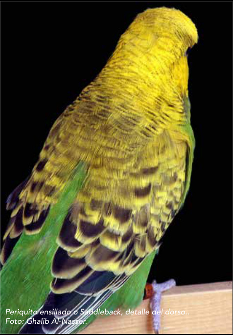 Periquito ensillado o Saddleback, detalle del dorso.. Foto: Ghalib Al-Nasser.