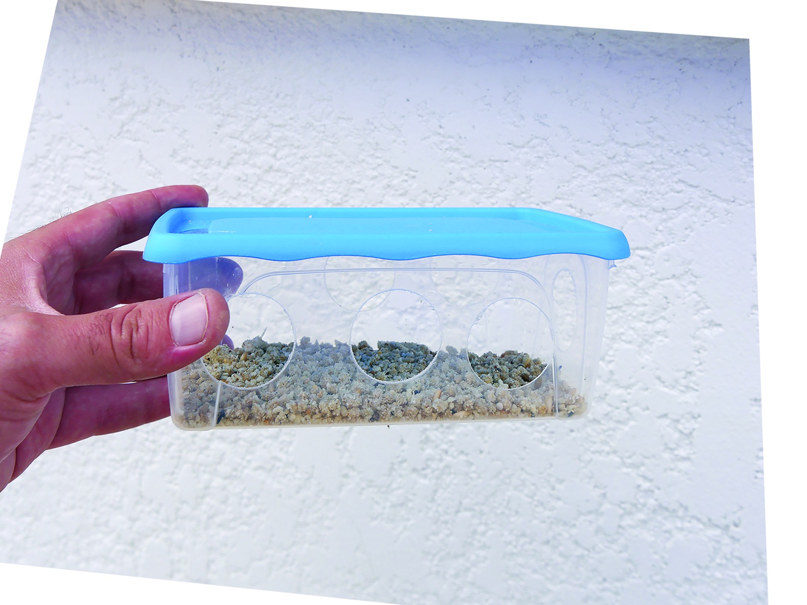 A la derecha vemos un “sistema artesanal” realizado con una fiambrera de plástico a la cual hemos abierto unos agujeros del tamaño suficiente para que los pájaros puedan comer la pasta de cría, pero que impide que se posen con sus patas sobre este alimento. Es un sistema sencillo pero muy eficaz para prevenir los casos de pododdermatitis, así como reducir la trasmisión de otras enfermedades entre las aves.