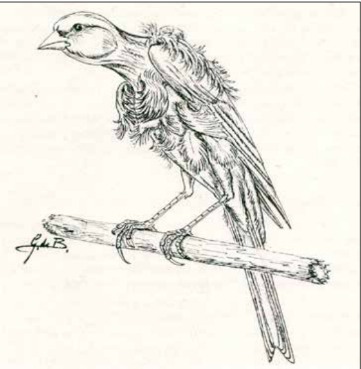 Canario rizado holandés de 1793.