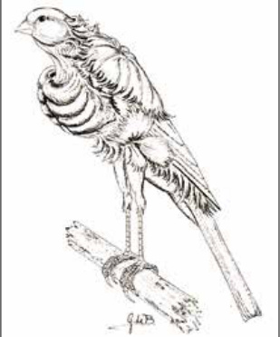 Diseño de un Frisé Hollandais Parisien del año 1870.