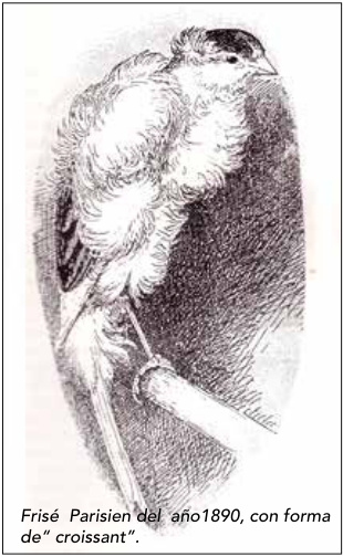 Frisé Parisien del año1890, con forma de“ croissant”.