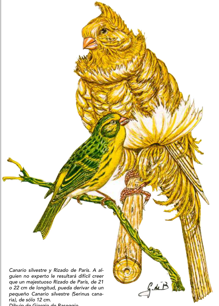 Canario silvestre y Rizado de París. A alguien no experto le resultará difícil creer que un majestuoso Rizado de París, de 21 o 22 cm de longitud, pueda derivar de un pequeño Canario silvestre (Serinus canaria), de sólo 12 cm. Dibujp de Giorgio de Baseggio.