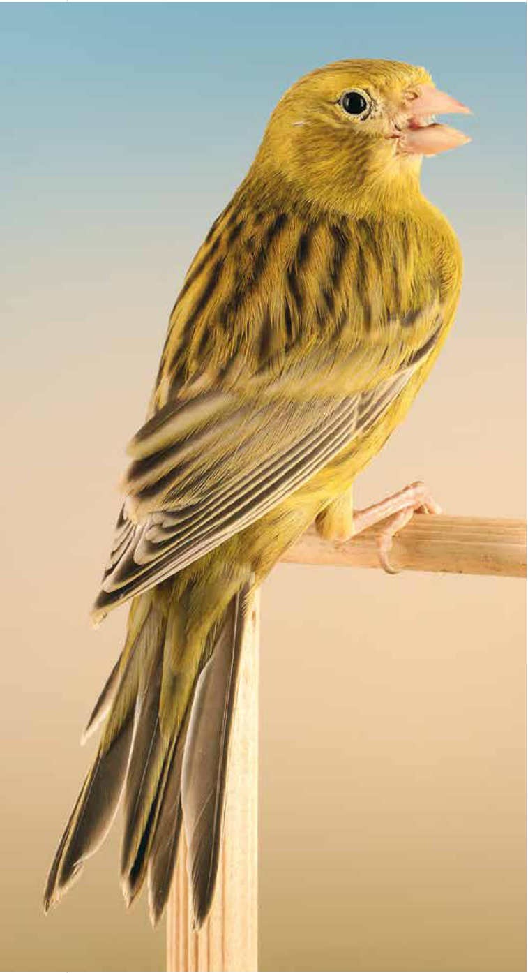 En esta página y en la siguiente, Ágata Cobalto amarillo intenso. El único elemento que diferencia la mutación es la pigmentación melánica de las plumas que cubren el bajo vientre. La vista del dorso no evidencia de modo inequívoco los caracteres de tipicidad del Ágata Cobalto.