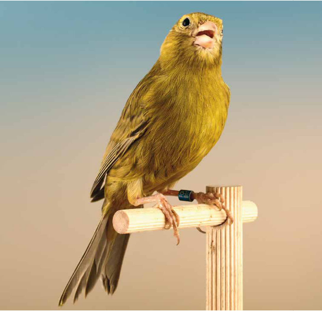 En esta página y en la siguiente, Ágata Cobalto amarillo intenso. El único elemento que diferencia la mutación es la pigmentación melánica de las plumas que cubren el bajo vientre. La vista del dorso no evidencia de modo inequívoco los caracteres de tipicidad del Ágata Cobalto.