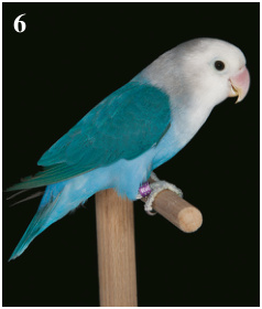 6. Mejor Agapornis lilianae: Azul D. Criador: Víctor M. Martín Hernández. (93 pts).