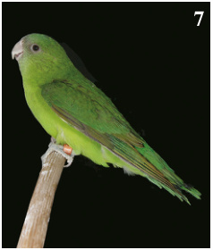 7. Mejor Agapornis canus: Verde. Criador: Aaron Castellano Santos.(92 pts).