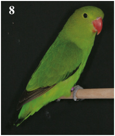 8. Mejor Agapornis taranta: Verde. Criador Alberto Esteller Velasco(93 pts)