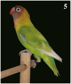 5. Mejor Agapornis nigrigenis: Pastel verde. Criador: Fernando Cabrera Martín. (94 pts).