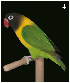 4. Mejor Agapornis personatus: Verde. Criador: Fco. Moyano Romero. (93 pts).