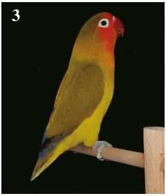 3. Mejor Agapornis fi scheri: Misty DF verde. Criado: Guzmán Cruz Rubio. (93 pts)