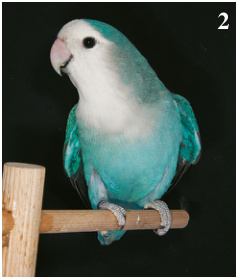 2. Premio Especial BVA:Agapornis roseicollis azul. Criador David Muñoz Torrijos.