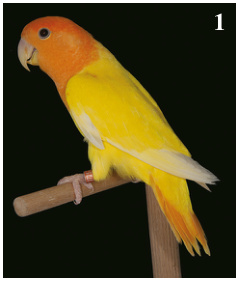 1. Mejor Agapornis roseicollis y Mejor Agapornis del Concurso: Opalino ino verde caranaranja. Criador: Francisco Palacios Maroto.