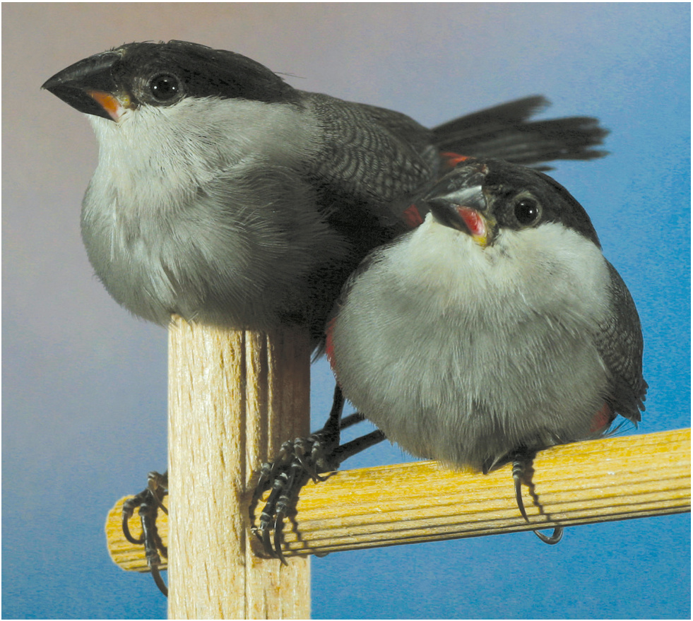 Pág. anterior. Pareja de Estrilda atricapilla. La hembra, a la izquierda, se puede reconocer en la vista frontal, por el rojo menos intenso presente en la base de la mandíbula inferior.