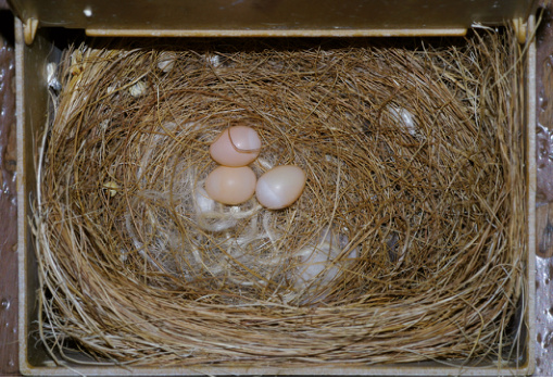 Dcha. Nido y huevos de Estrilda atricapilla.