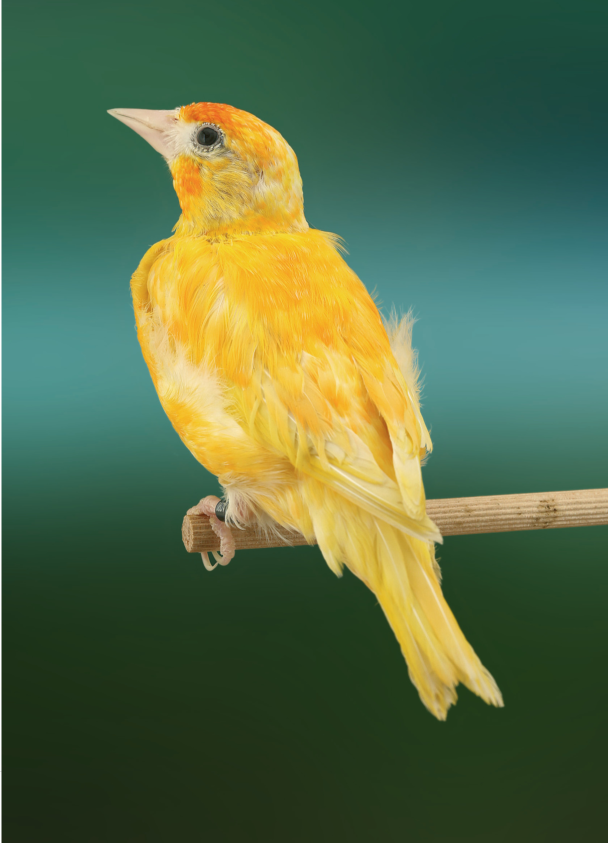 Un macho y una hembra Amarillo aciánico, descendientes de la pareja de las páginas anteriores. Criadero: D. Capone.