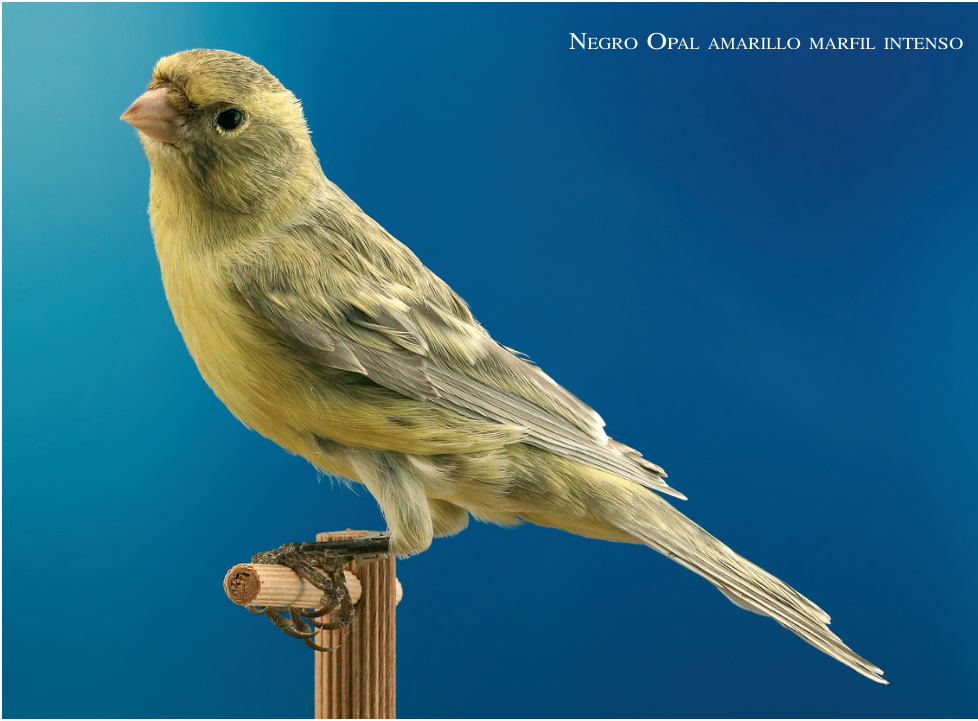 Negro Opal amarillo marfil intenso