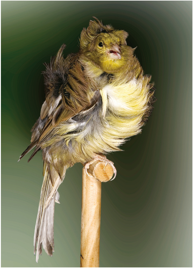 Ejemplar verde pío, con un buen plumaje voluminoso y cabeza presentando el yelmo, que es una característica y que los criadores deberían buscar con más asiduidad en sus ejemplares. Las plumas del jabot están revueltas hacia lo alto (defecto) y falta el flanco (nageoires, aletas) lo que constituye un defecto. Criador: Bernardo Rosiñol Moll.