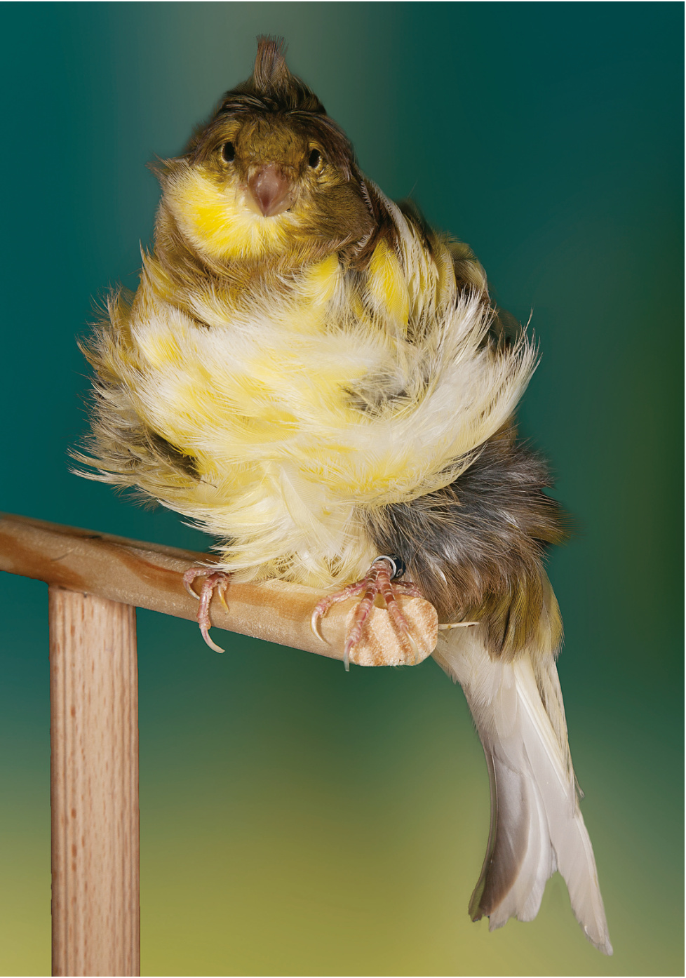 Rizado de París verde pío amarillo, con una buena talla. La presencia de yelmo es una característica rara y de mérito. 3º Mundial de Almería 2012. Criador: Hugo García Vázquez.