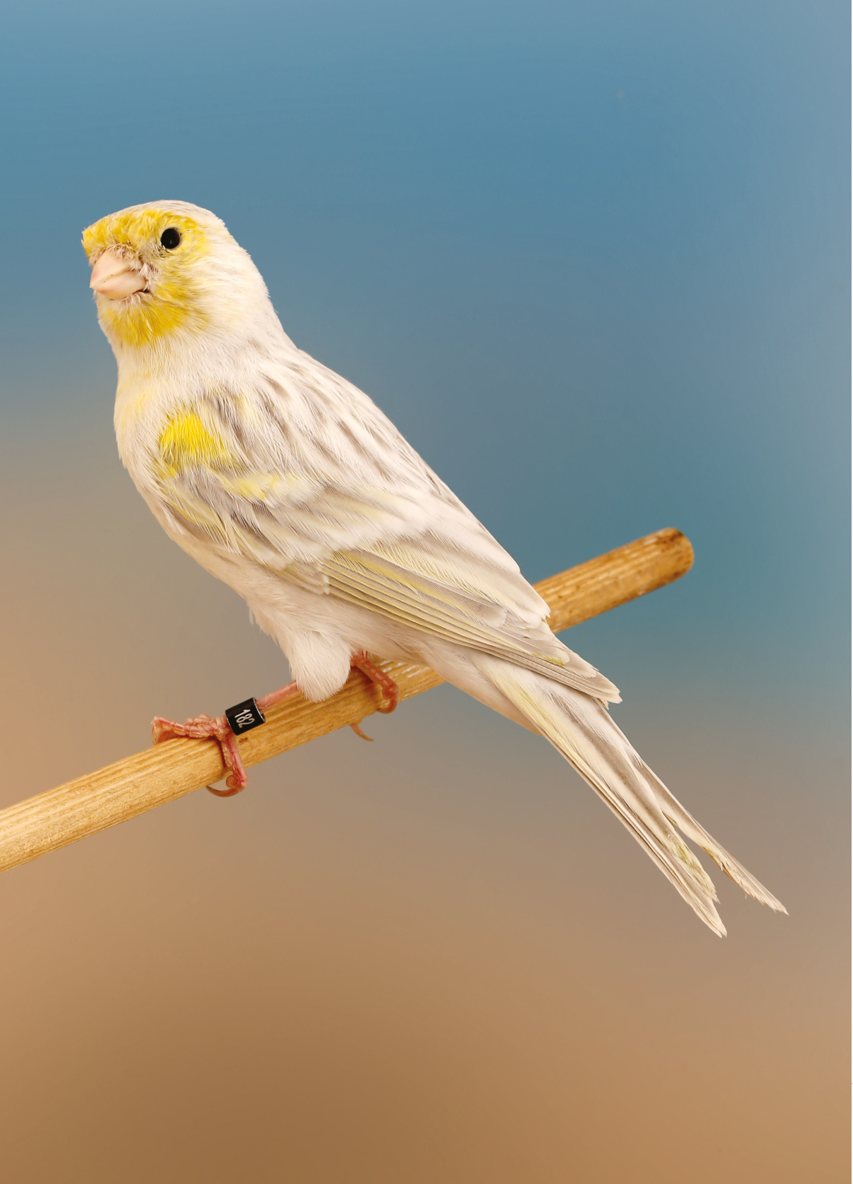 Página anterior. Derecha. Ágata Opal blanco dominante.