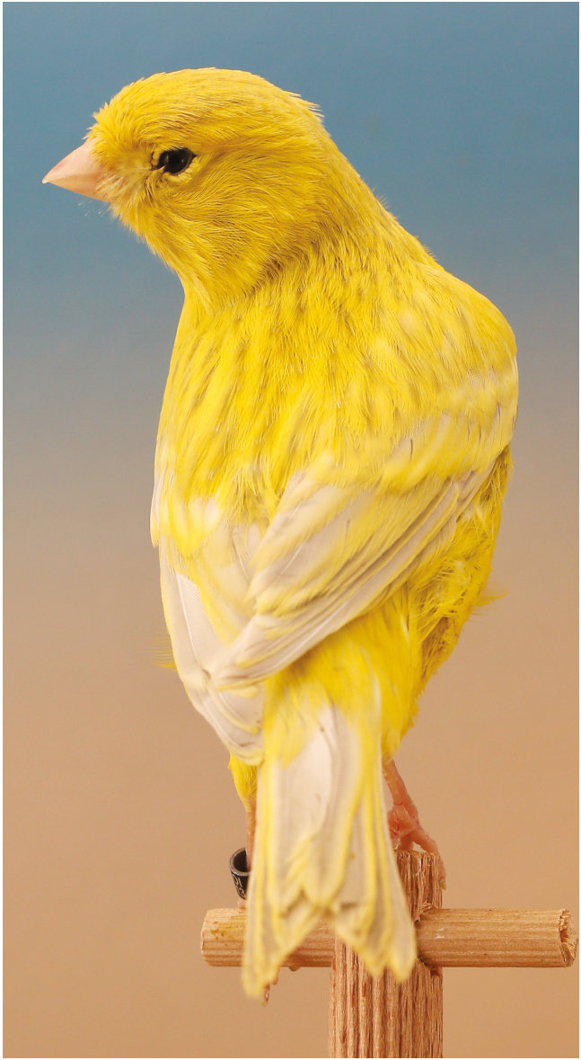 Ágata Opal amarillo nevado. La utilización de mosaico para aumentar la talla de los intensos y favorecer la aparición del diseño sobre la cabeza ha interferido sobre la categoría de los nevados, con lo que ya no se obtienen óptimos mosaico.