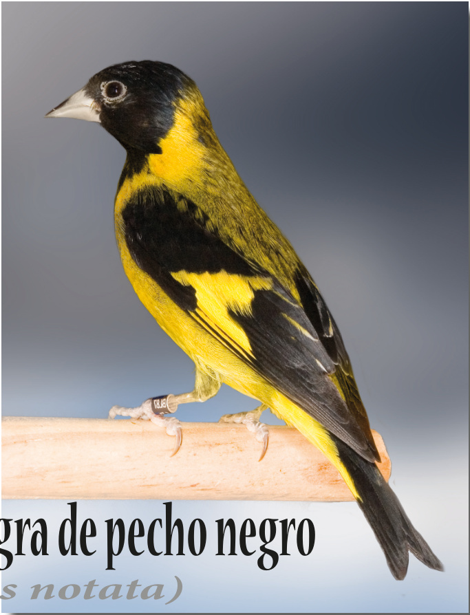 En estas dos páginas: Dos ejemplares macho de Cabecita negra de pecho negro (Carduelis notata). Aviario: Miquel Cifré Campomar. Fotos: Javier Mas
