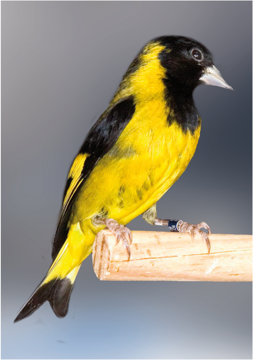 En estas dos páginas: Dos ejemplares macho de Cabecita negra de pecho negro (Carduelis notata). Aviario: Miquel Cifré Campomar. Fotos: Javier Mas