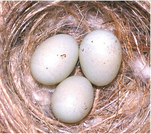 Izq.: Nido y huevos de Carduelis notata.