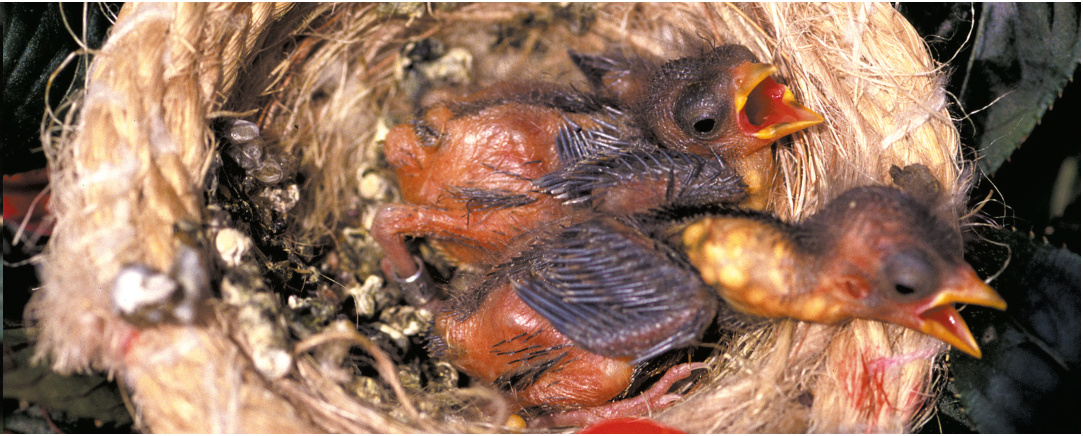 Dcha.: Pollos de alrededor de una semana, ya anillados. La hembra de esta especie es una madre afectuosa y alimenta incansablemente a su prole, con lo que el crecimiento de los pequeños, siempre con el buche lleno, es rapidísimo.