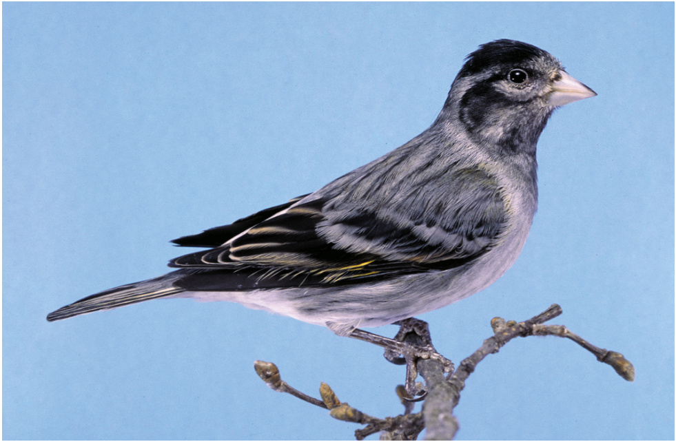 Abajao: Híbrido de Carduelis notata x Canaria negra de lipocromo blanco dominante. Fotos: Piero Castellanza..