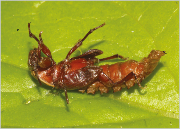 En esta página, los tres estadios del gusano de la harina: larva, pupa y coleóptero.