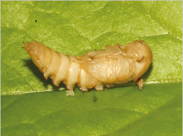 En esta página, los tres estadios del gusano de la harina: larva, pupa y coleóptero.