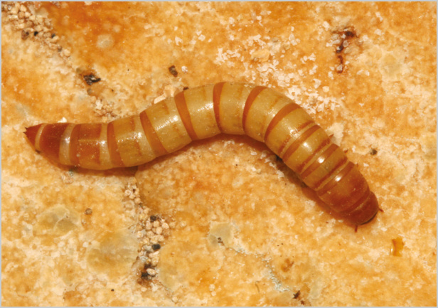 En esta página, los tres estadios del gusano de la harina: larva, pupa y coleóptero.