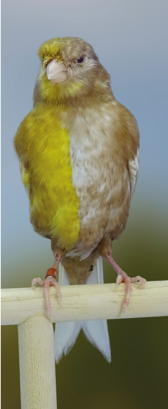 Vista frontal de un macho phaeo half-sider, donde observamos en la zona del pecho y del abdomen el lipocromo amarillo en la mitad longitudinal derecha del ejemplar y blanco en la mitad izquierda. Se trata de un ejemplar heterocigótico donde en su genotipo están presentes genes tanto para el lipocromo amarillo como para la expresión del blanco recesivo. Criador: Miguel Ángel Troyano Gómez. Foto: Roberto Jurado Medrán.