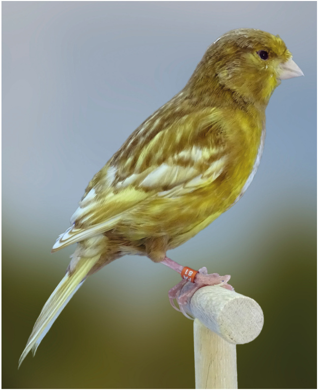Vista de perfil derecho del ejemplar phaeo half-sider, donde apreciamos perfectamente la variedad amarillo y la categoría nevado. Criador: Miguel Ángel Troyano Gómez. Foto: Roberto Jurado Medrán.