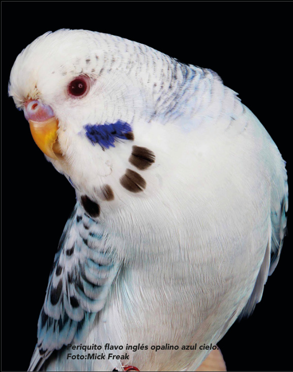 Periquito flavo inglés opalino azul cielo. Foto:Mick Freak