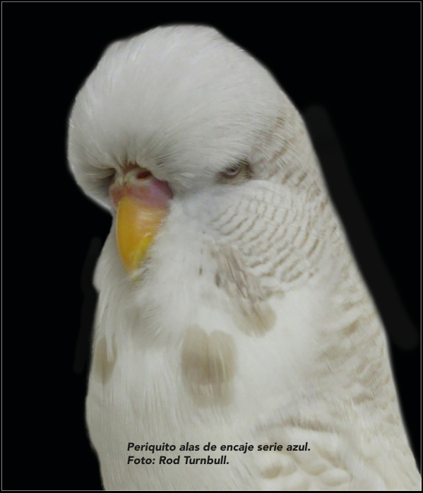 Periquito alas de encaje serie azul. Foto: Rod Turnbull.