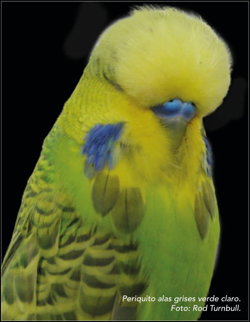 Periquito alas grises verde claro. Foto: Rod Turnbull.
