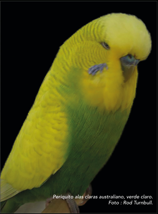 Periquito alas claras australiano, verde claro. Foto : Rod Turnbull.