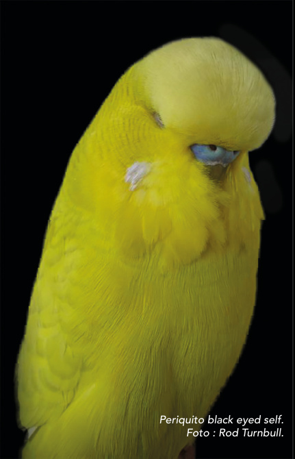 Periquito black eyed self. Foto : Rod Turnbull.
